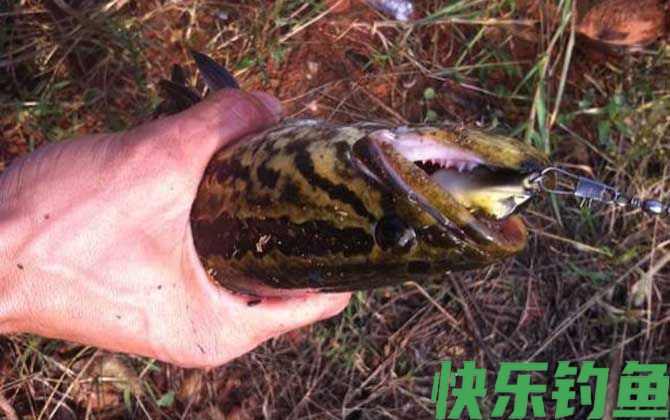 钓黑鱼用什么鱼竿(图3)