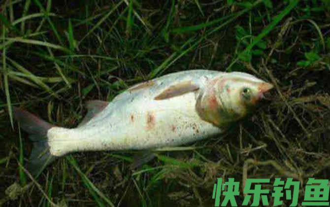 钓鲢鱼用几号钩(图3)