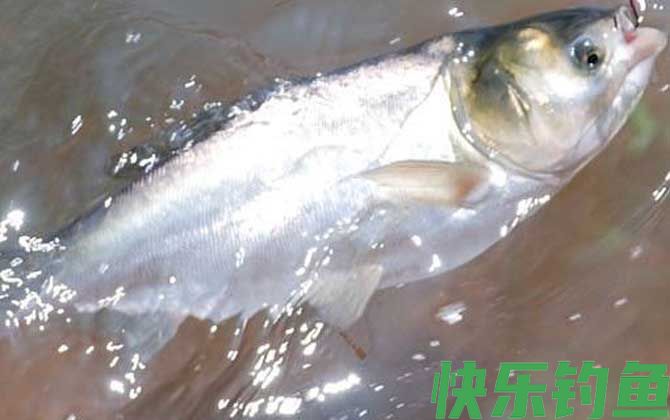 手竿钓鲢鳙用什么鱼钩(图1)