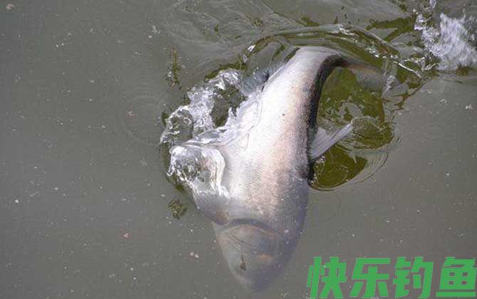 手竿钓鲢鳙用什么鱼钩(图3)
