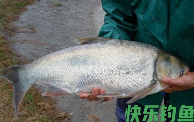 手竿钓鲢鳙用什么鱼钩(图4)