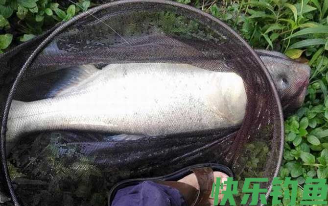 手竿钓鲢鳙用什么鱼钩(图2)
