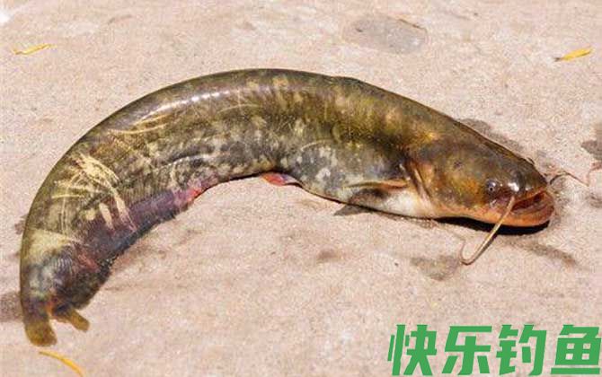 6号白狐钩适合钓什么鱼(图1)