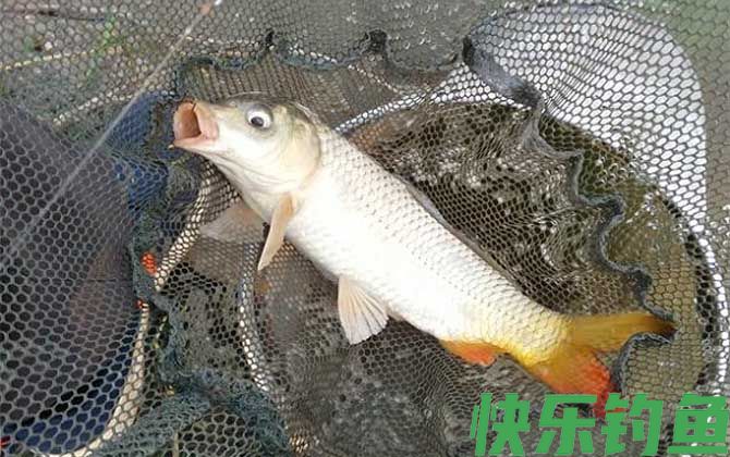 6号白狐钩适合钓什么鱼(图3)