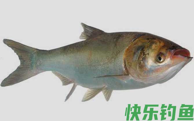 钓鲢鱼用什么漂最好(图1)