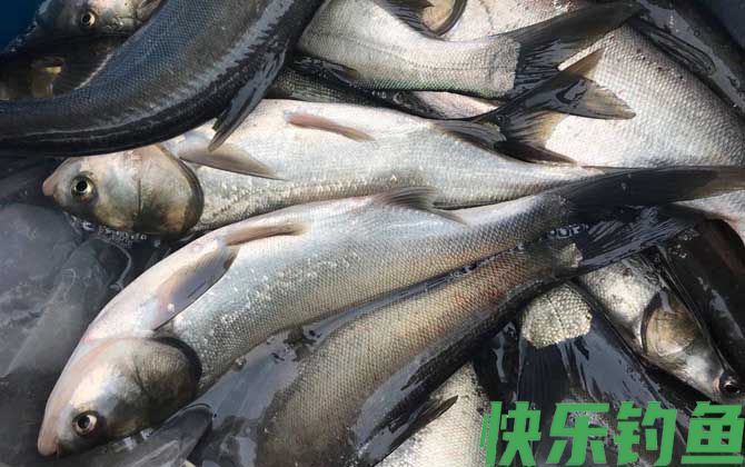钓鲢鱼用什么漂最好(图3)