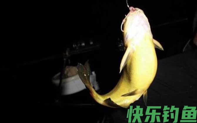 钓黄颡鱼用什么钓具(图1)