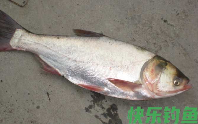 6号袖钩适合钓什么鱼(图5)