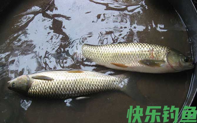 6号袖钩适合钓什么鱼(图4)