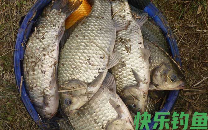 野钓鲫鱼用哪种钩最好(图2)