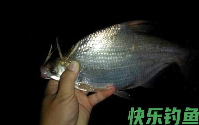 夜钓用夜光漂好还是夜钓灯好(图5)