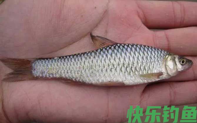 钓麦穗鱼用几号袖钩合适(图1)