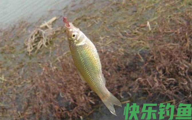 钓麦穗鱼用几号袖钩合适(图2)