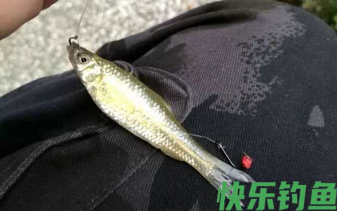 钓麦穗鱼用几号袖钩合适(图4)