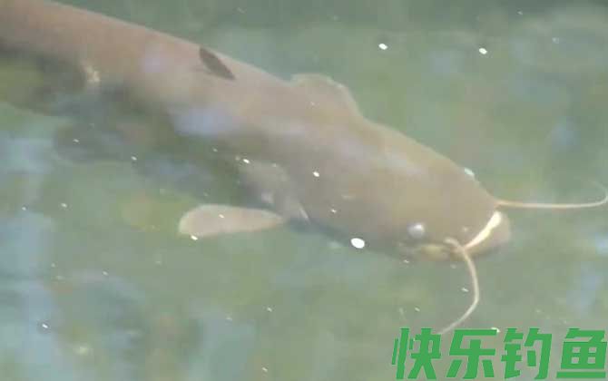 钓鲶鱼用手竿好还是用海竿好(图2)