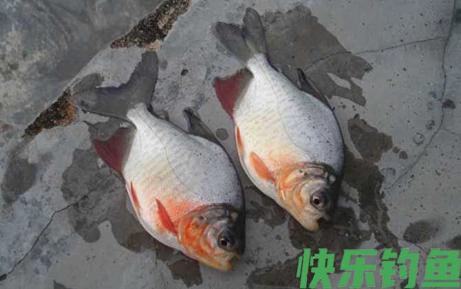 钓鲳鱼用什么钩(图2)