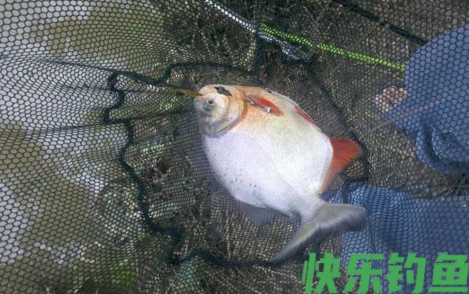 钓鲳鱼用什么钩(图1)