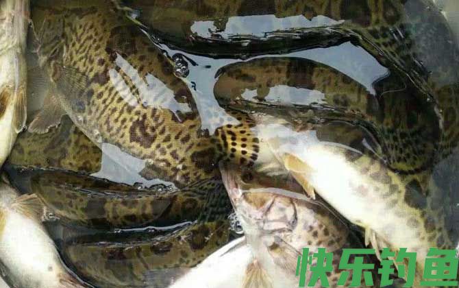 路亚鳜鱼用什么钩比较好(图4)