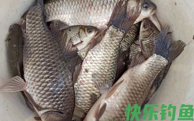 钓鲫鱼用几号钩最好(图4) 钓鲫鱼用几号钩最好(图4)