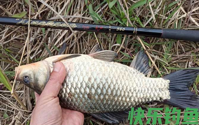 钓鲫鱼用几号钩最好(图5) 钓鲫鱼用几号钩最好(图5)