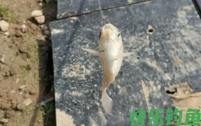 钓鲫鱼用几号钩最好(图6) 钓鲫鱼用几号钩最好(图6)