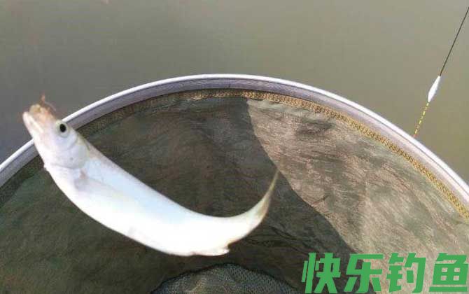 钓白条鱼用几号钩最好(图1)