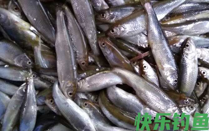 钓白条鱼用几号钩最好(图3)