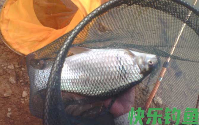 钓鲮鱼用什么线组合适(图4)