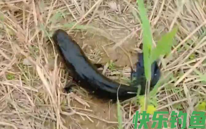 路亚黑鱼用几号pe线(图3)