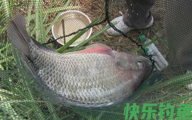 黑坑钓罗非鱼用吃铅多少的浮漂(图1)