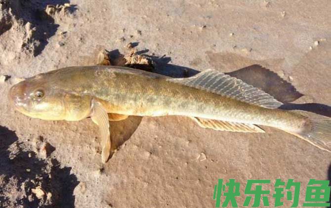 溪流钓用什么钓竿(图2)