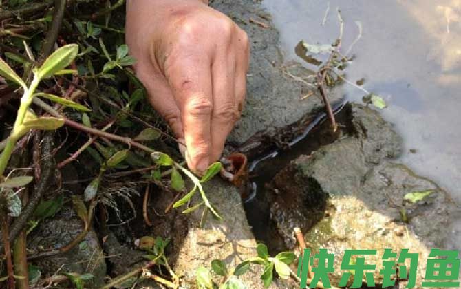 钓黄鳝的钩子哪种效果最好(图4)