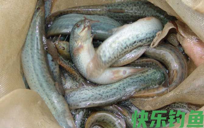 钓泥鳅用什么钩最好(图3)