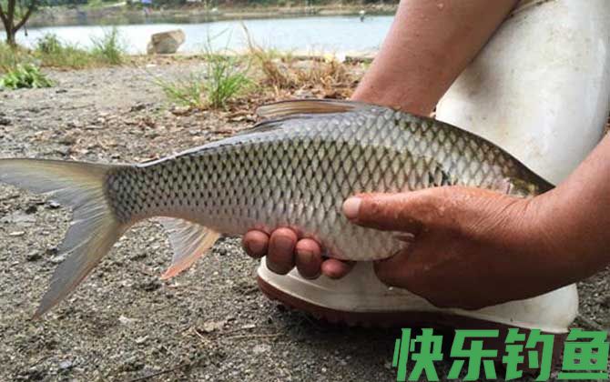 钓鲮鱼用什么漂好(图1)