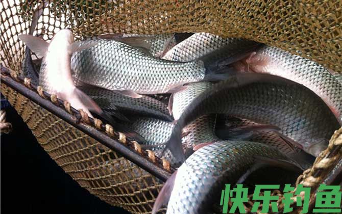 钓鲮鱼用什么漂好(图3)