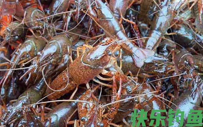 潜江龙虾是哪里产的(图3)