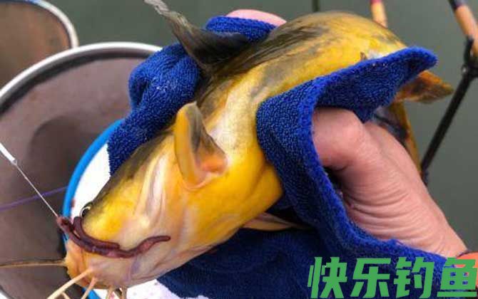 昂刺鱼上面黄的有害吗(图2)