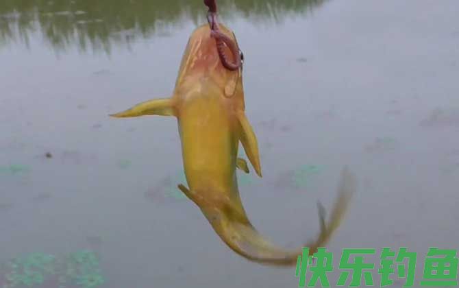 昂刺鱼上面黄的有害吗(图4)