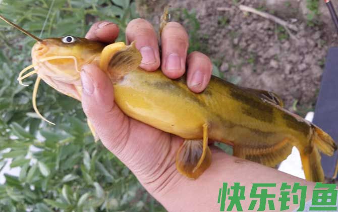 昂刺鱼上面黄的有害吗(图3)
