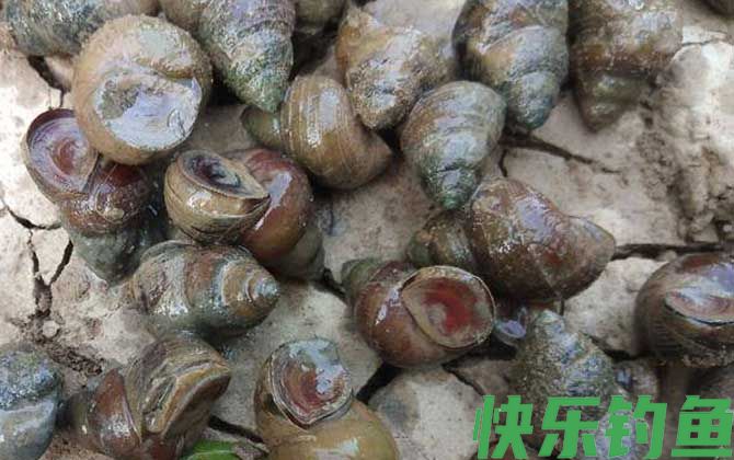 田螺的尾部可以吃吗(图1)