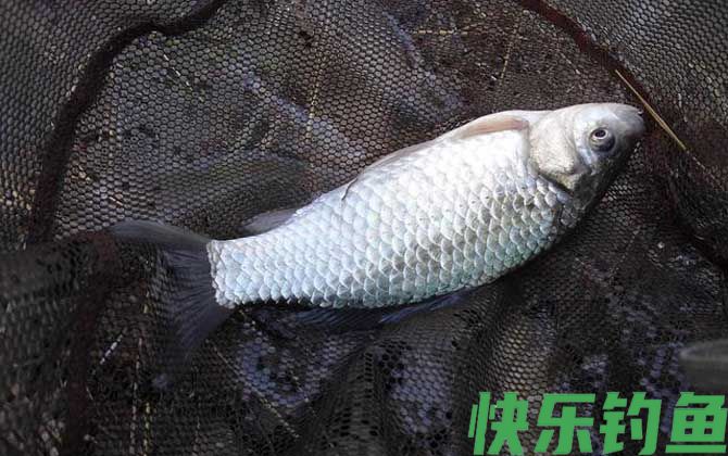 鲫鱼有几个品种(图1)