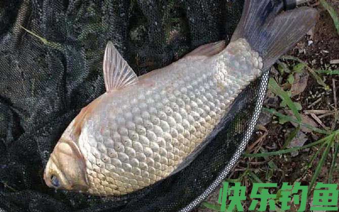 鲫鱼有几个品种(图3)