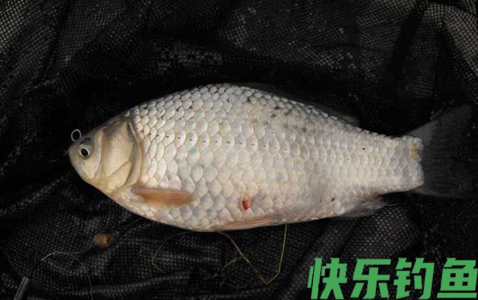 鲫鱼有几个品种(图5)