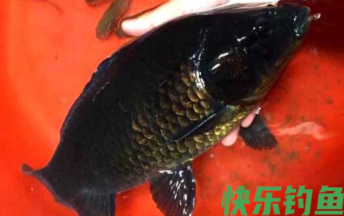 鲫鱼有几个品种(图8)