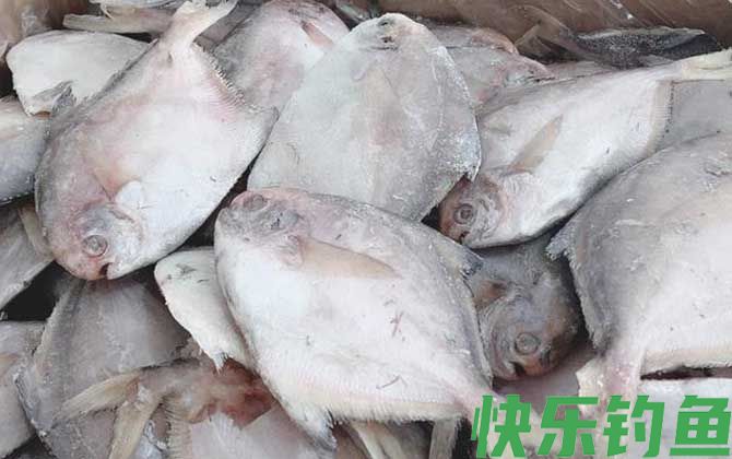 银鲳鱼刺多吗(图1)