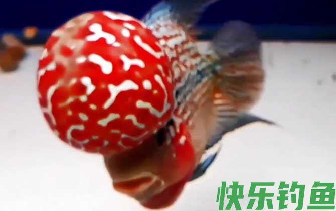 罗汉鱼价格多少钱一尾(图4)