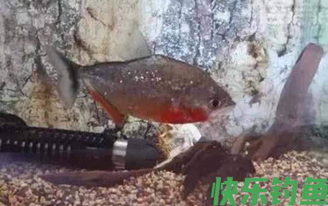 食人鱼是鲳鱼吗(图2)