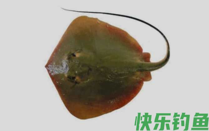 国家二级保护鱼类名称及图片大全(图6)