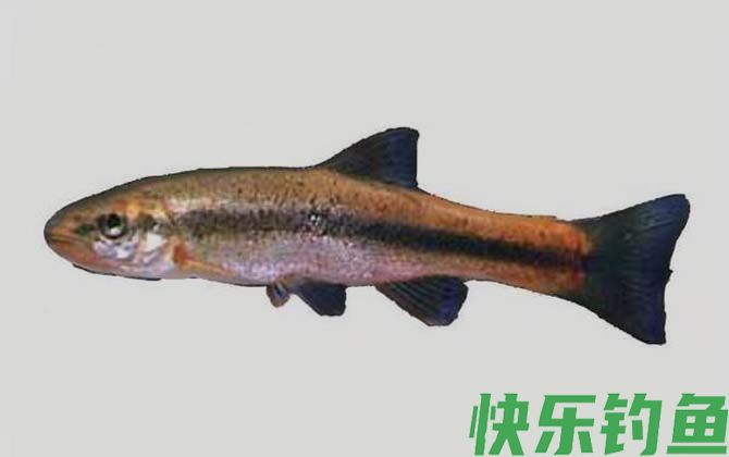 国家二级保护鱼类名称及图片大全(图16)