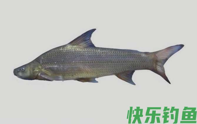 国家二级保护鱼类名称及图片大全(图20)